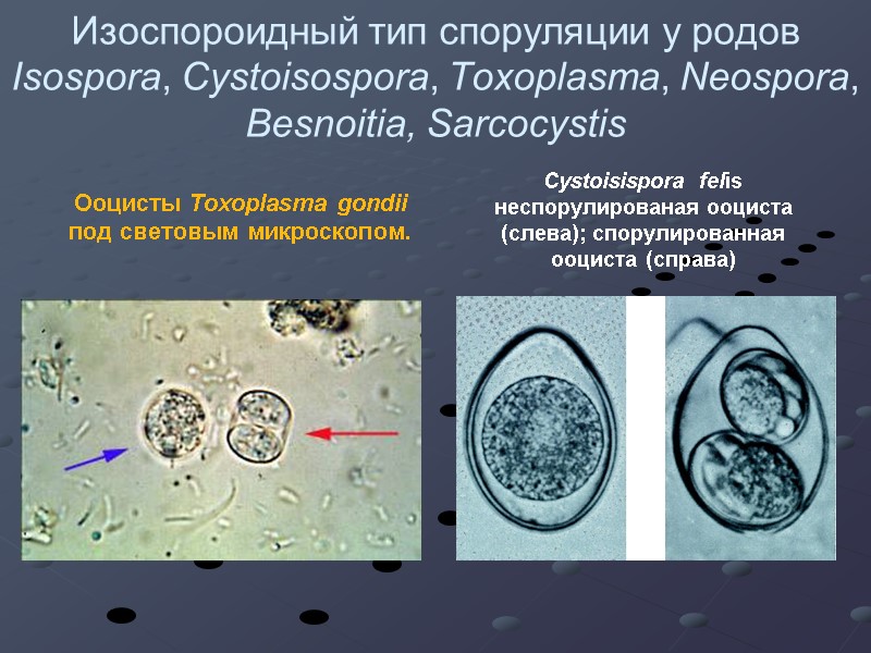 Изоспороидный тип споруляции у родов Isospora, Cystoisospora, Toxoplasma, Neospora, Besnoitia, Sarcocystis Ооцисты Toxoplasma gondii